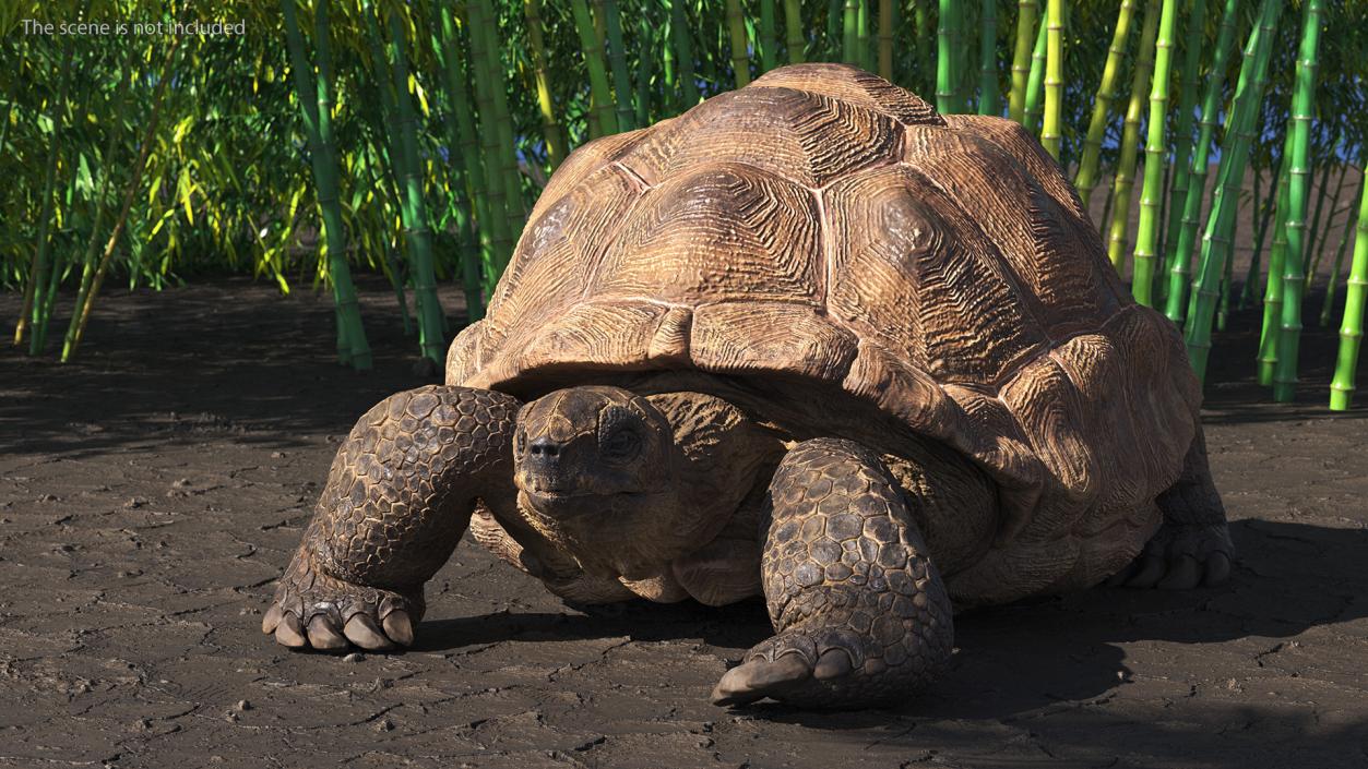 3D model Dirty Huge Tortoise Lying Pose