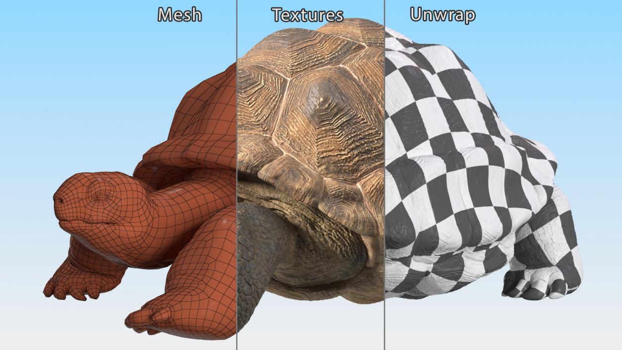 3D model Dirty Huge Tortoise Lying Pose