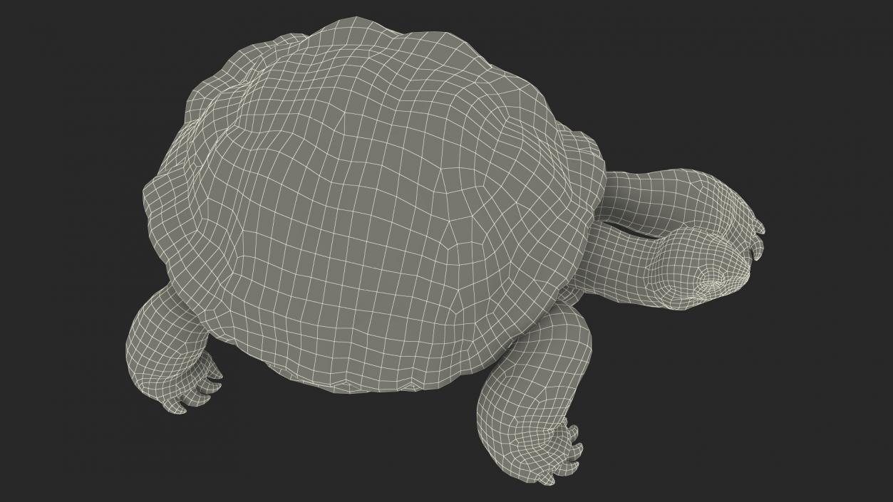 3D model Dirty Huge Tortoise Lying Pose