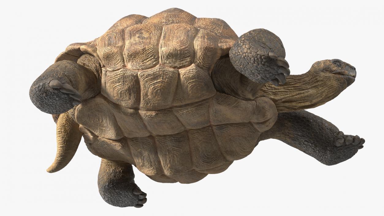 3D model Dirty Huge Tortoise Lying Pose