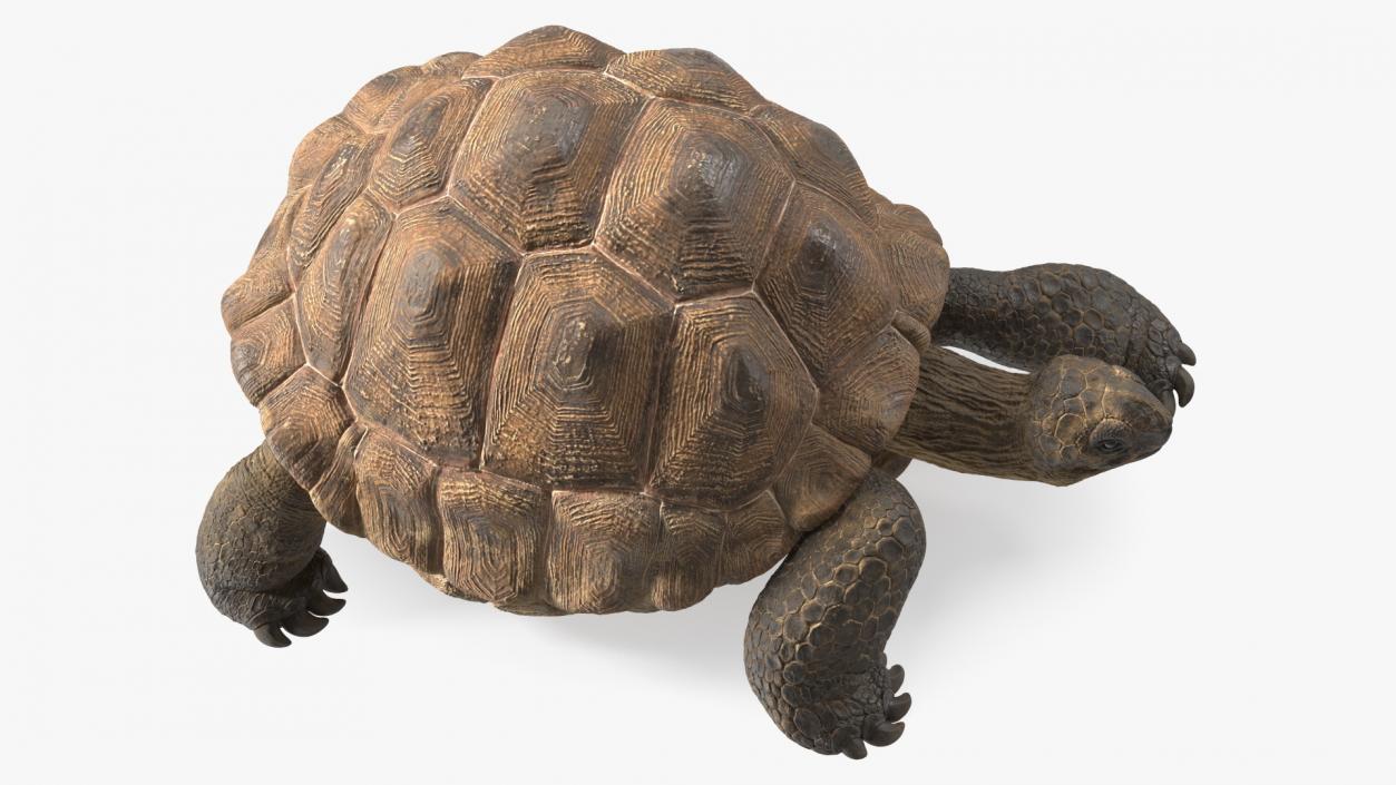 3D model Dirty Huge Tortoise Lying Pose