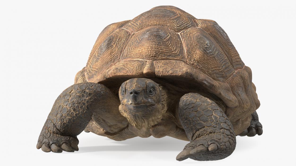 3D model Dirty Huge Tortoise Lying Pose