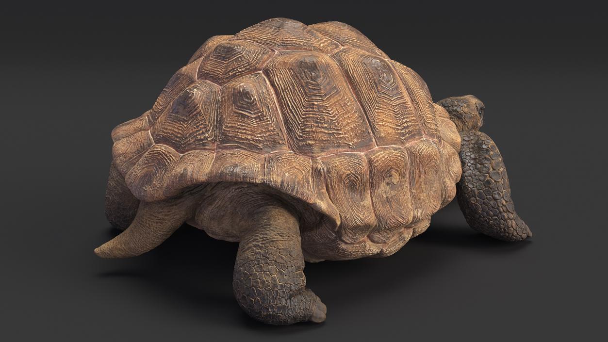 3D model Dirty Huge Tortoise Lying Pose