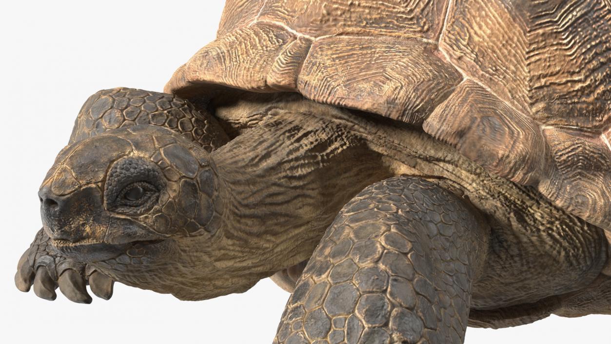 3D model Dirty Huge Tortoise Lying Pose