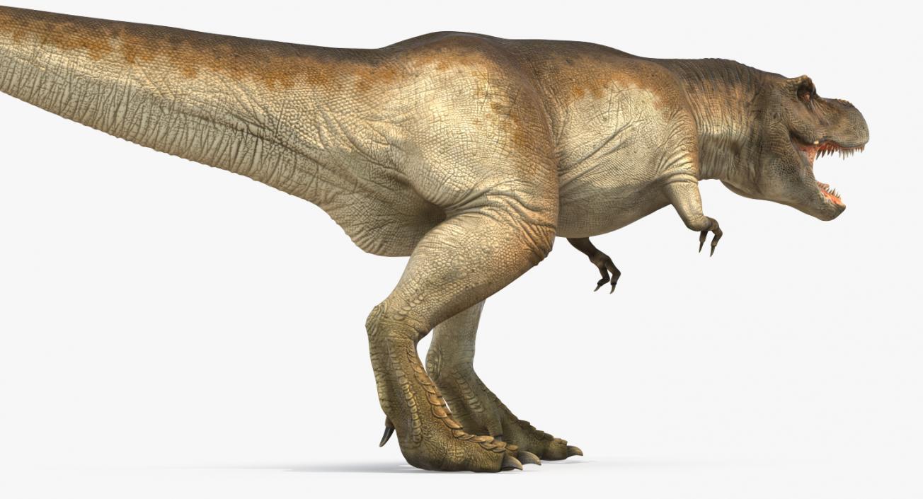 3D model Tyrannosaurus Rex Walking