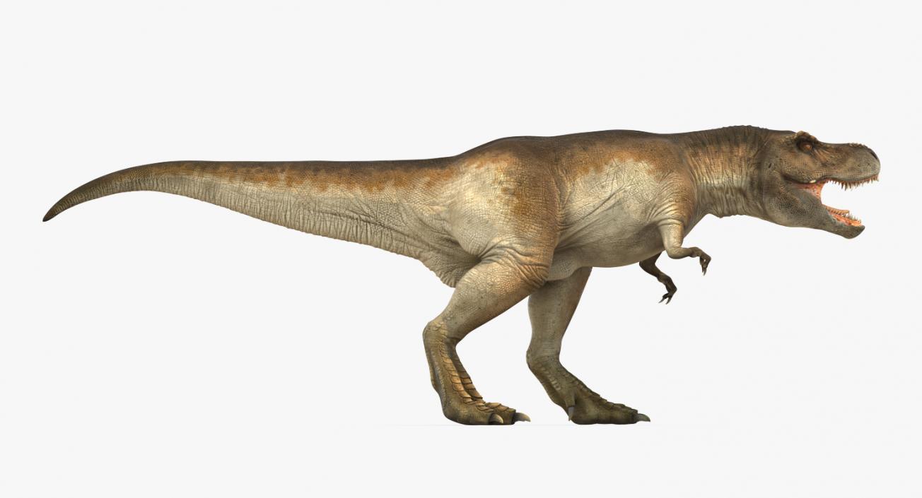 3D model Tyrannosaurus Rex Walking