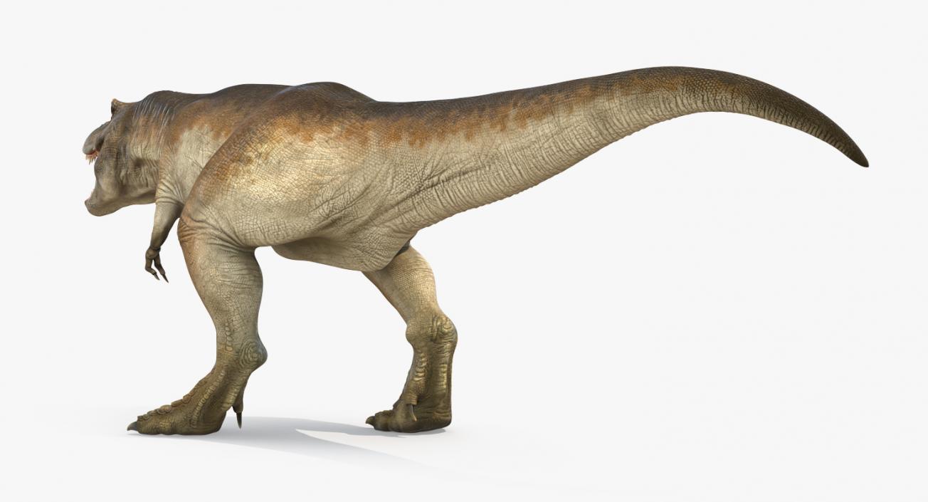 3D model Tyrannosaurus Rex Walking