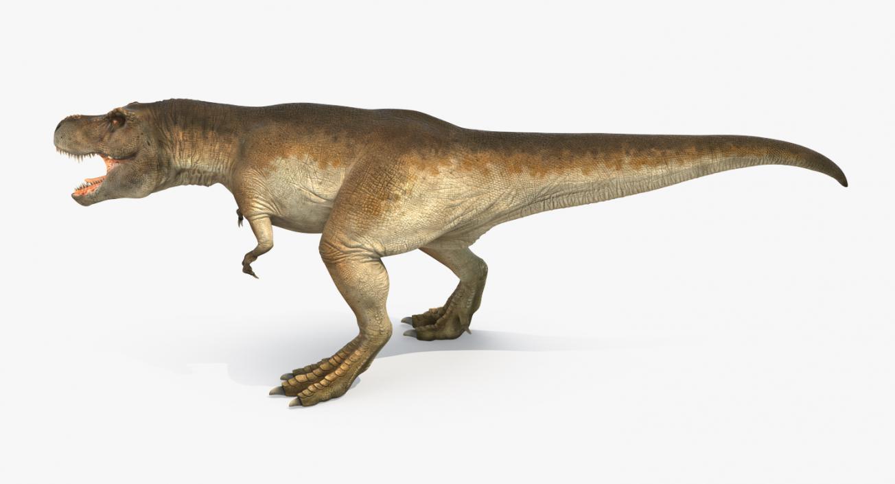 3D model Tyrannosaurus Rex Walking