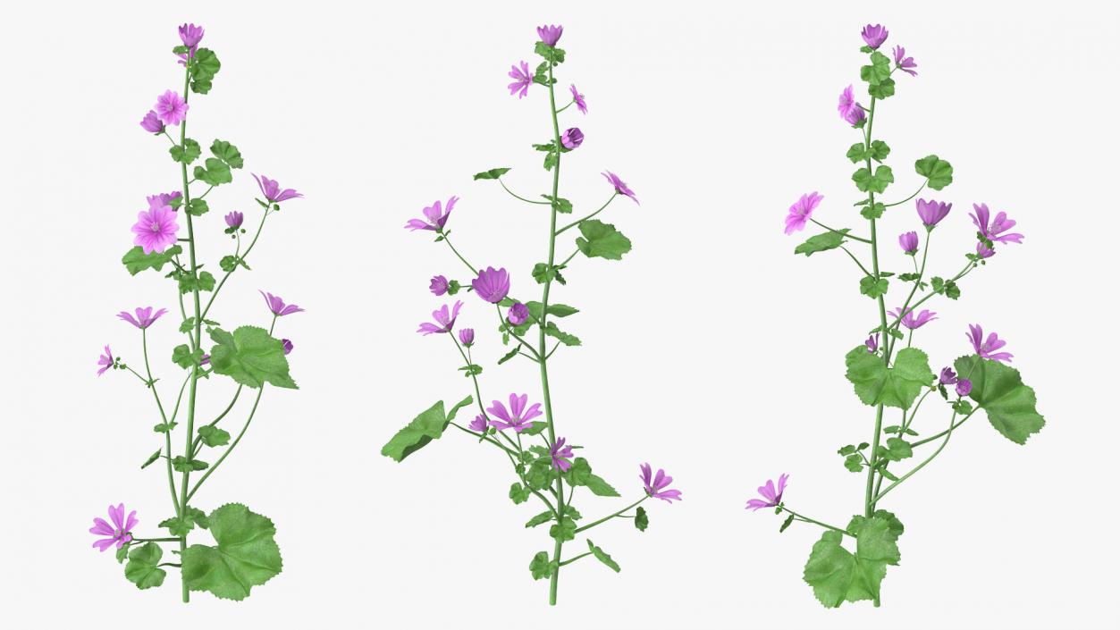 Flowering Plants Collection 7 3D model