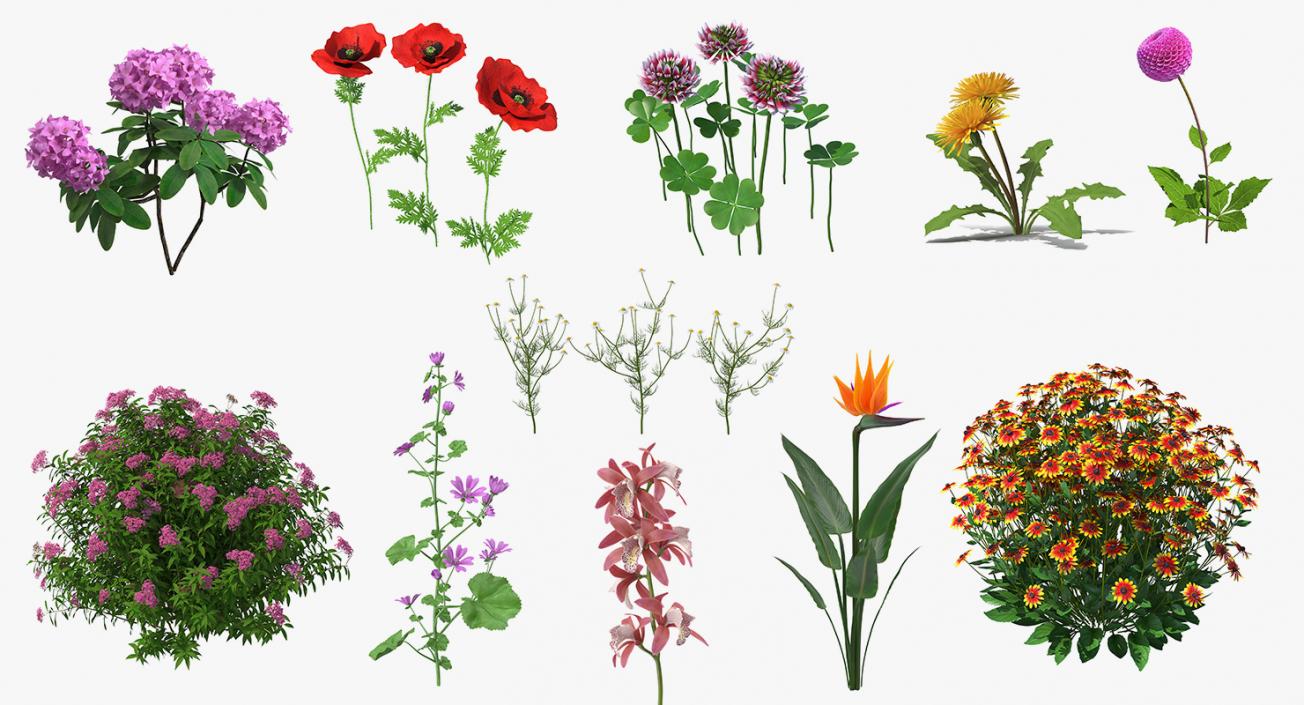 Flowering Plants Collection 7 3D model