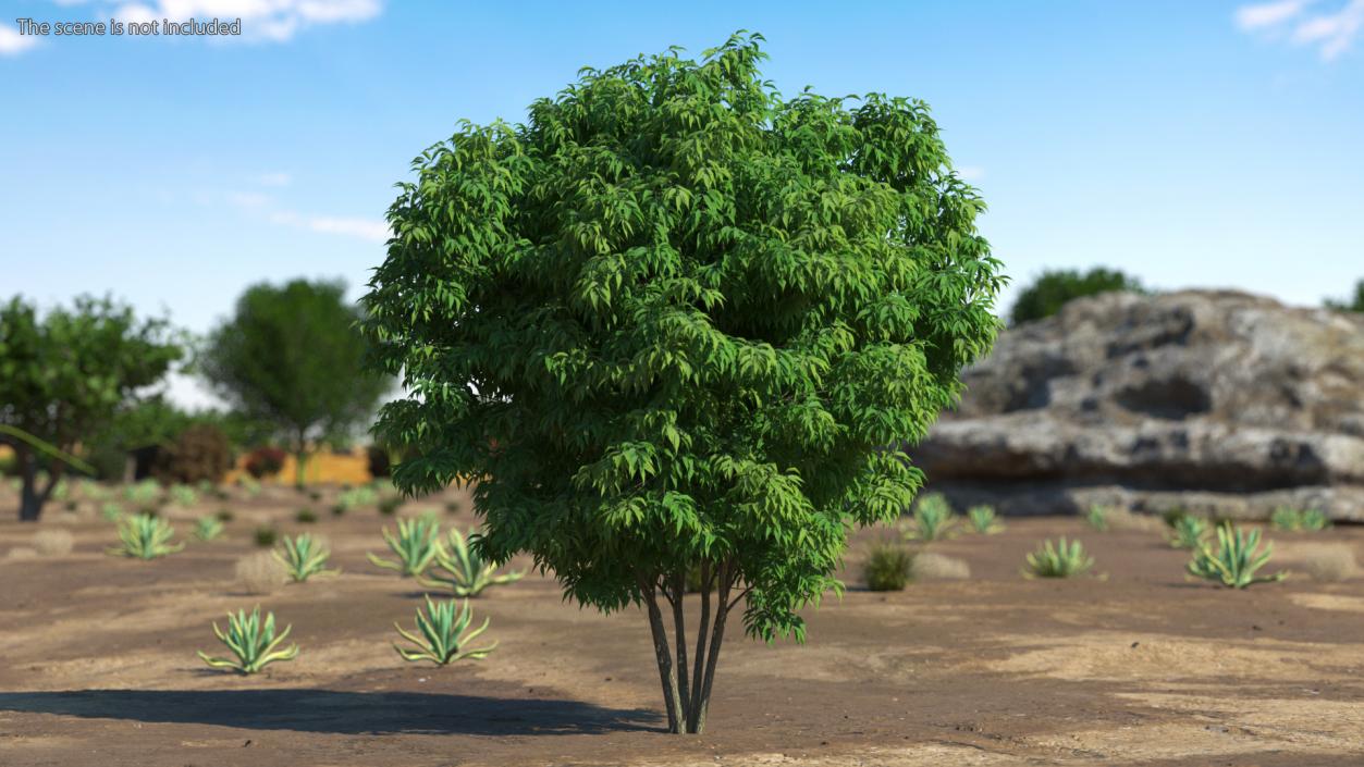 3D model American Elderberry Shrub