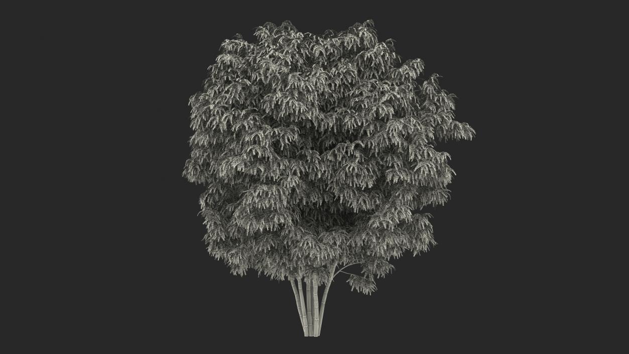 3D model American Elderberry Shrub