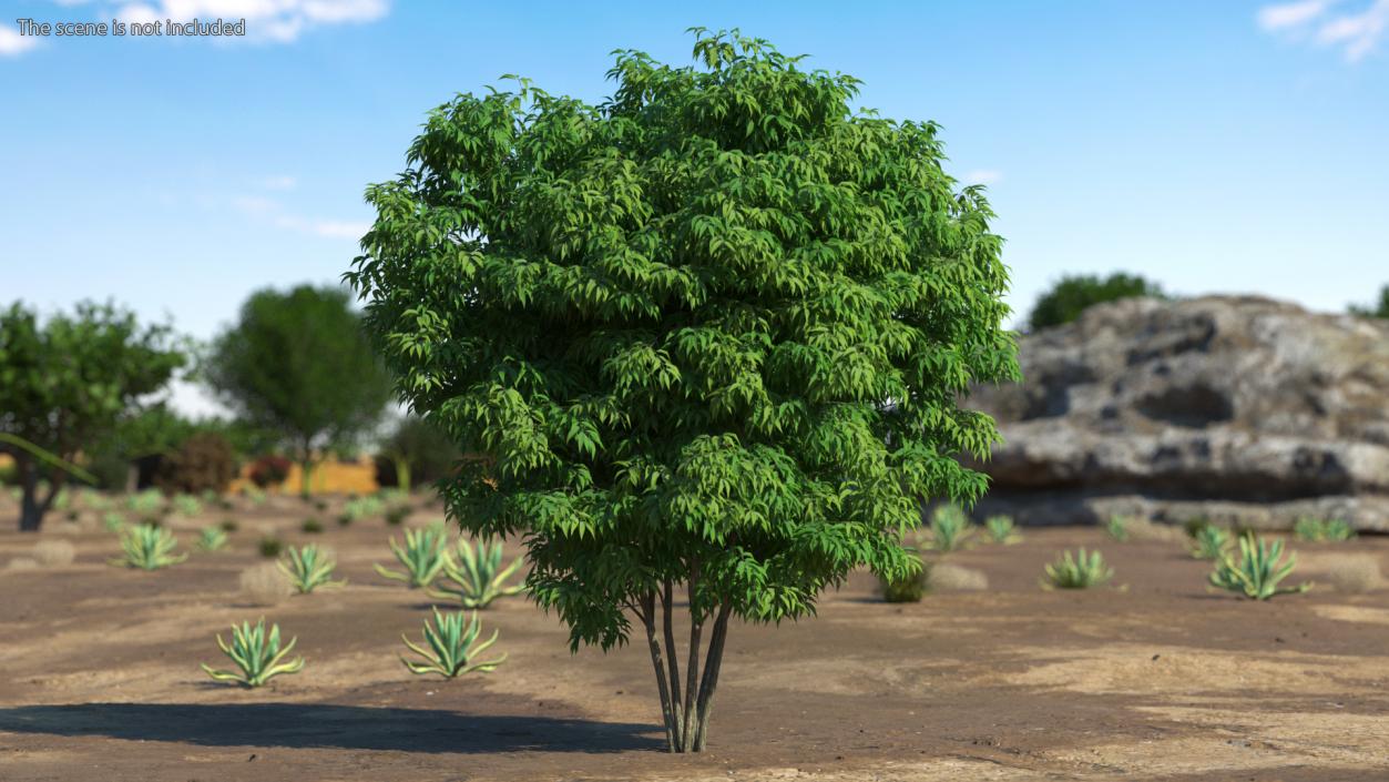 3D model American Elderberry Shrub