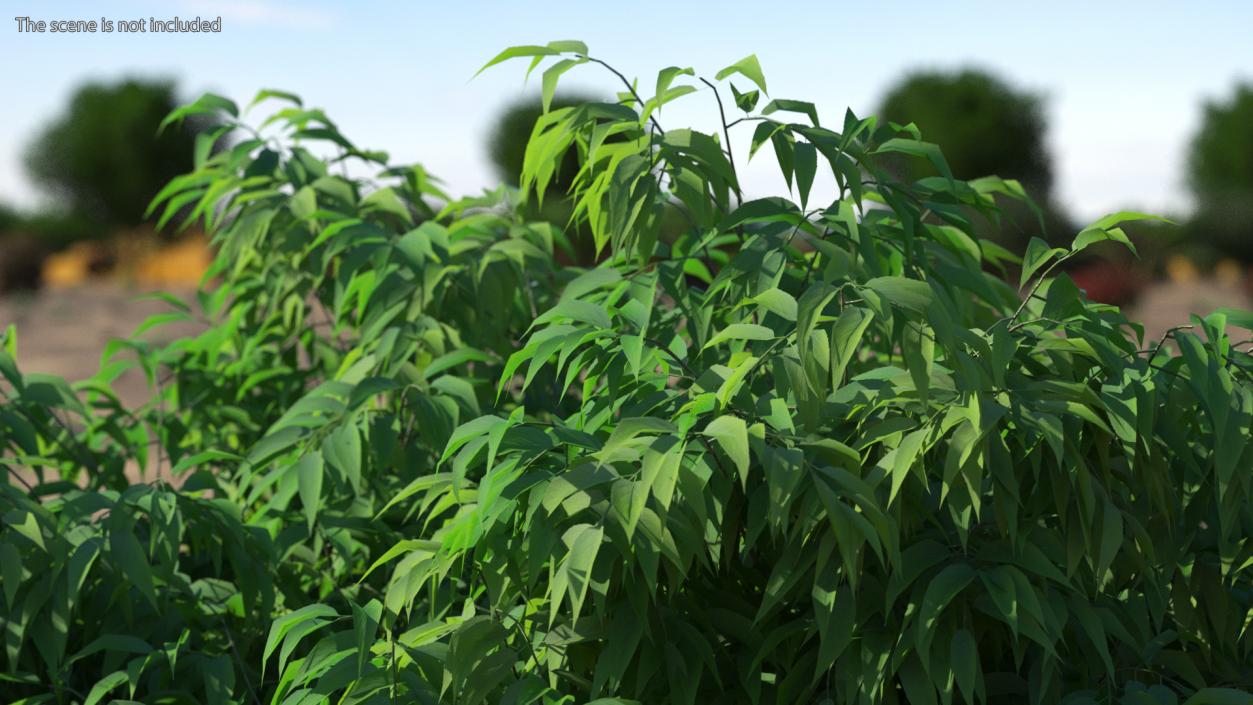 3D model American Elderberry Shrub