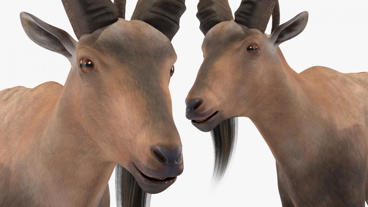 Alpine Ibex Rigged for Cinema 4D 2 3D model