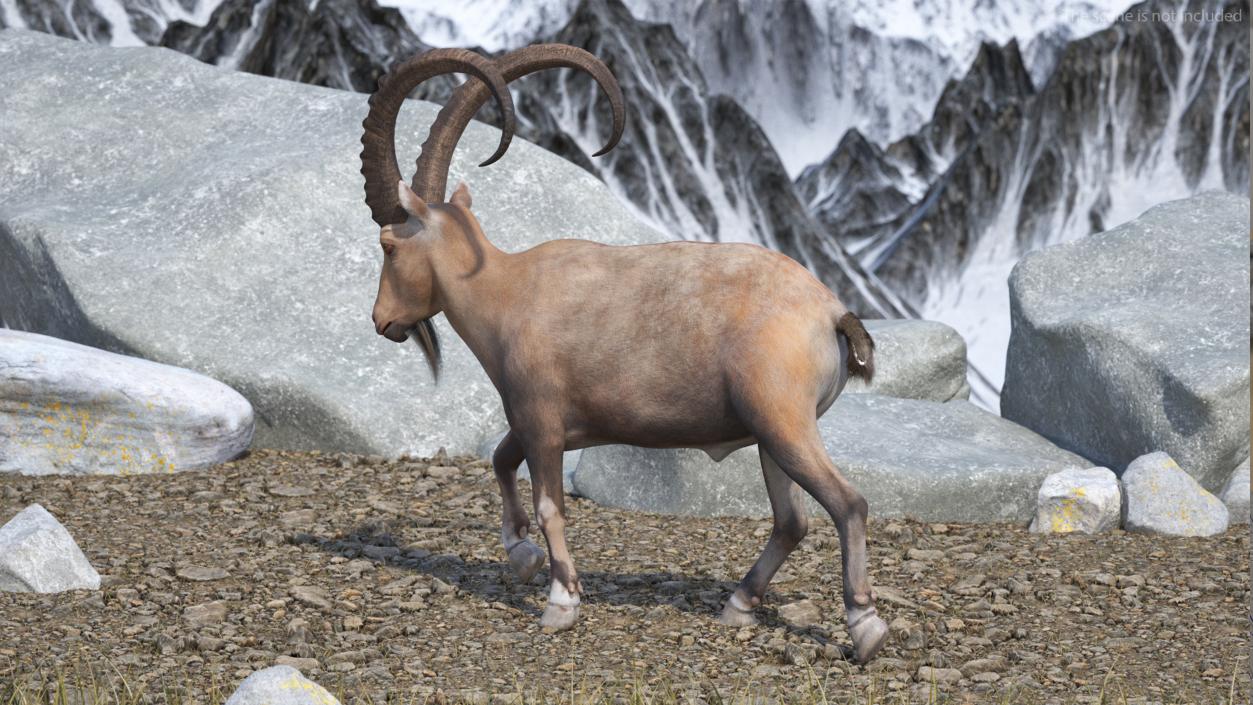 Alpine Ibex Rigged for Cinema 4D 2 3D model