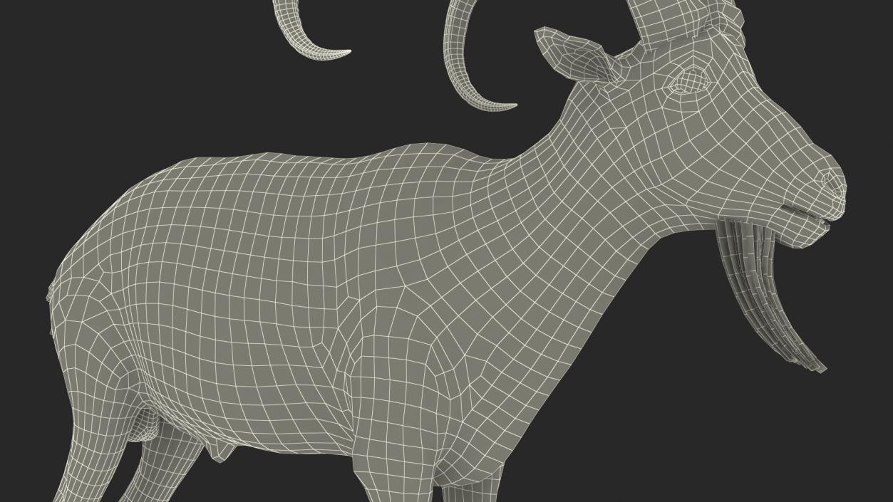 Alpine Ibex Rigged for Cinema 4D 2 3D model