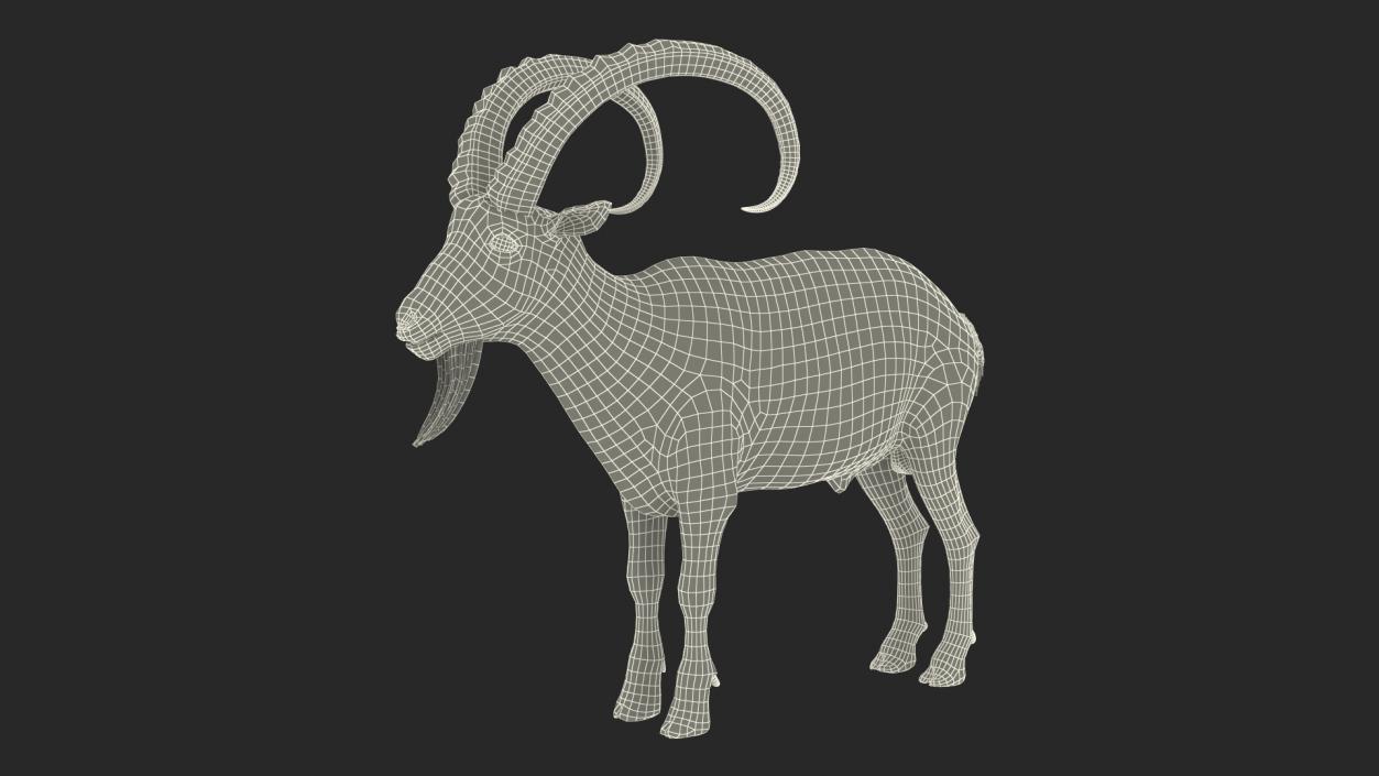 Alpine Ibex Rigged for Cinema 4D 2 3D model