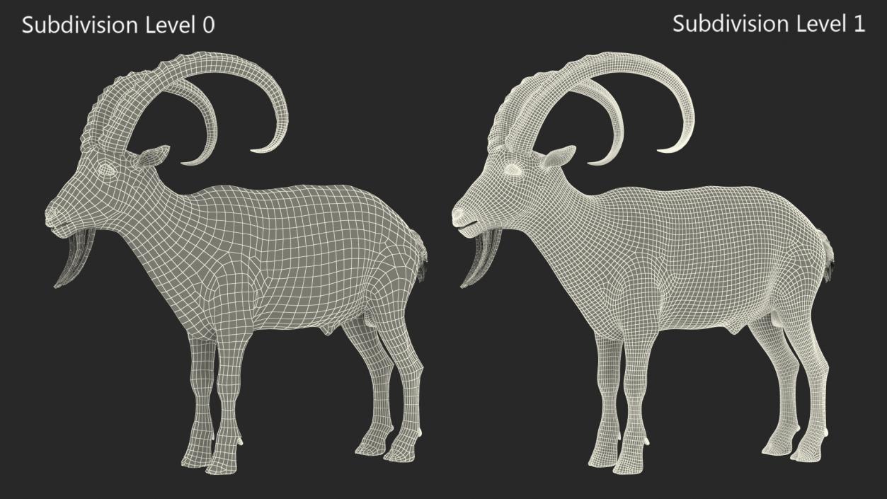 Alpine Ibex Rigged for Cinema 4D 2 3D model