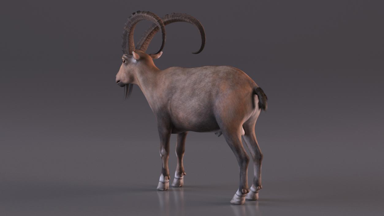 Alpine Ibex Rigged for Cinema 4D 2 3D model