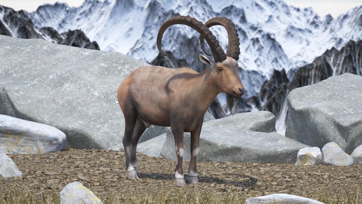 Alpine Ibex Rigged for Cinema 4D 2 3D model