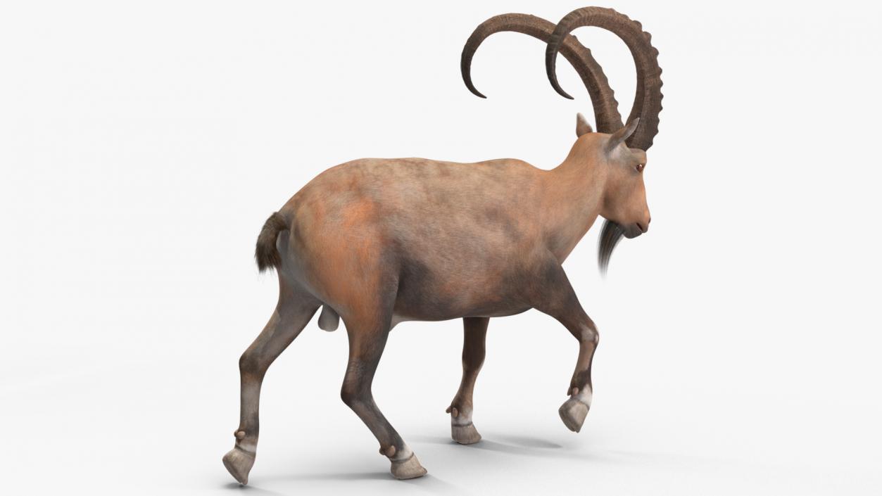 Alpine Ibex Rigged for Cinema 4D 2 3D model