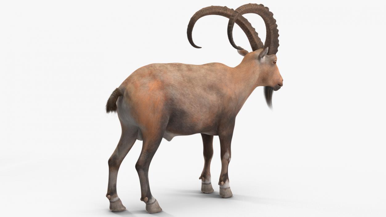 Alpine Ibex Rigged for Cinema 4D 2 3D model