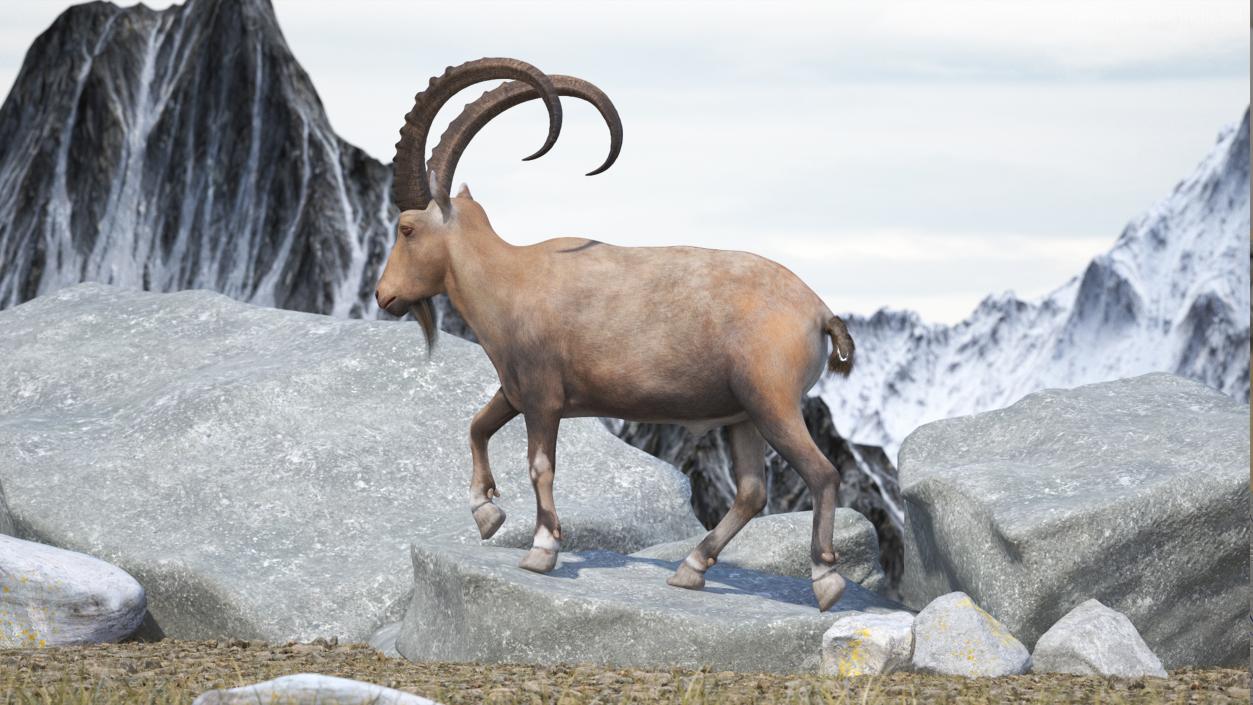 Alpine Ibex Rigged for Cinema 4D 2 3D model