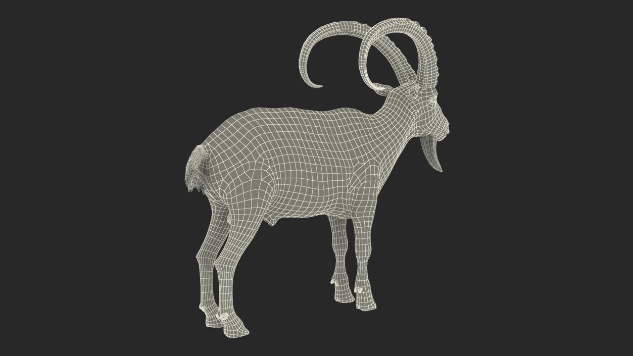 Alpine Ibex Rigged for Cinema 4D 2 3D model