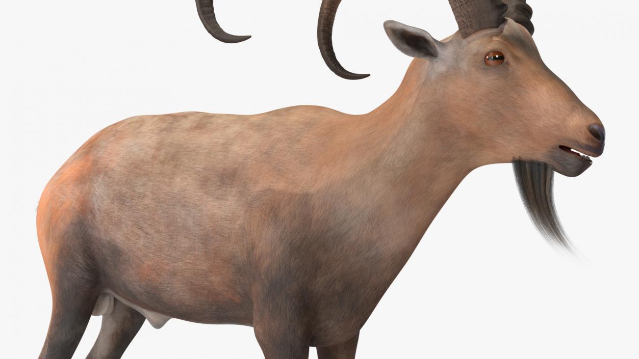 Alpine Ibex Rigged for Cinema 4D 2 3D model