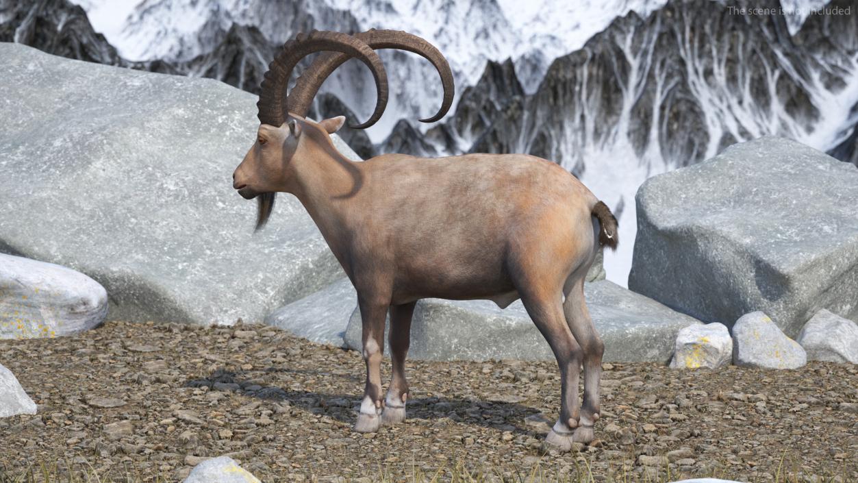 Alpine Ibex Rigged for Cinema 4D 2 3D model