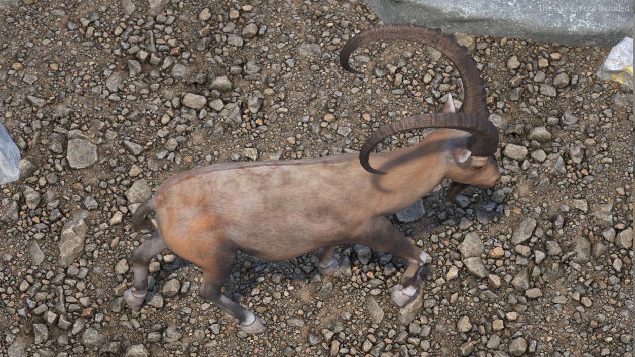 Alpine Ibex Rigged for Cinema 4D 2 3D model