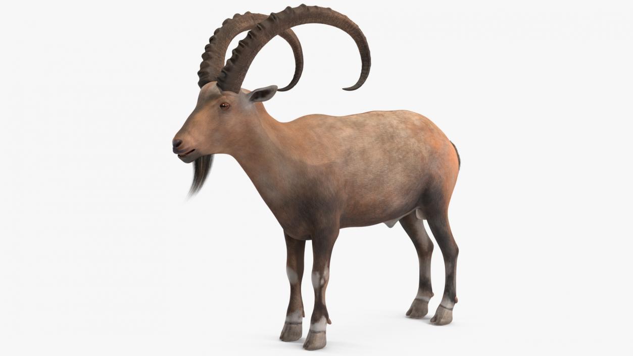 Alpine Ibex Rigged for Cinema 4D 2 3D model