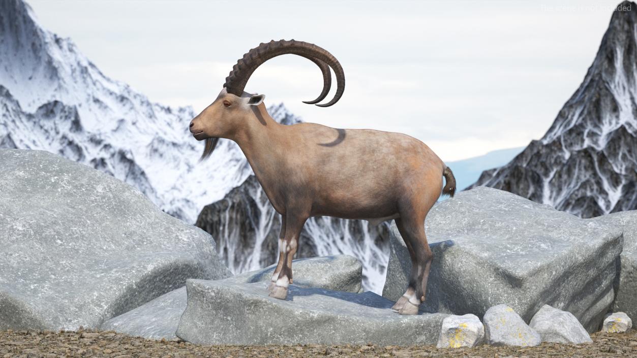 Alpine Ibex Rigged for Cinema 4D 2 3D model