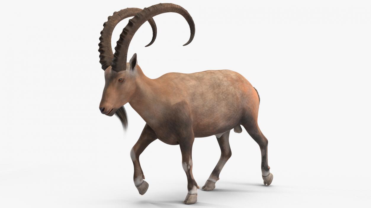 Alpine Ibex Rigged for Cinema 4D 2 3D model