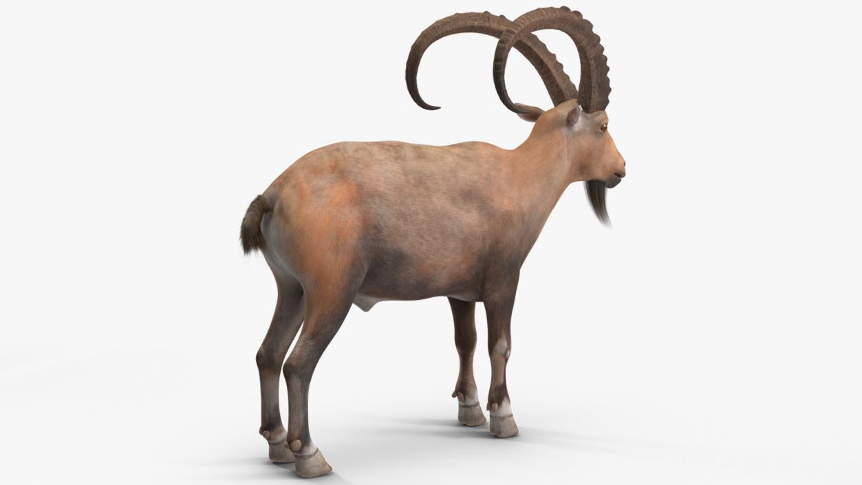 Alpine Ibex Rigged for Cinema 4D 2 3D model