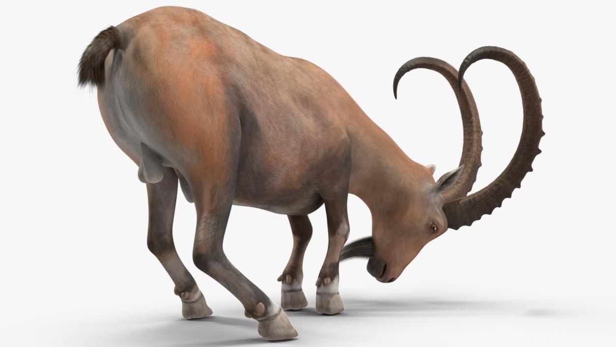 Alpine Ibex Rigged for Cinema 4D 2 3D model