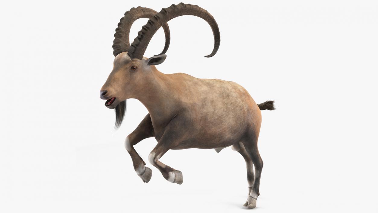 Alpine Ibex Rigged for Cinema 4D 2 3D model