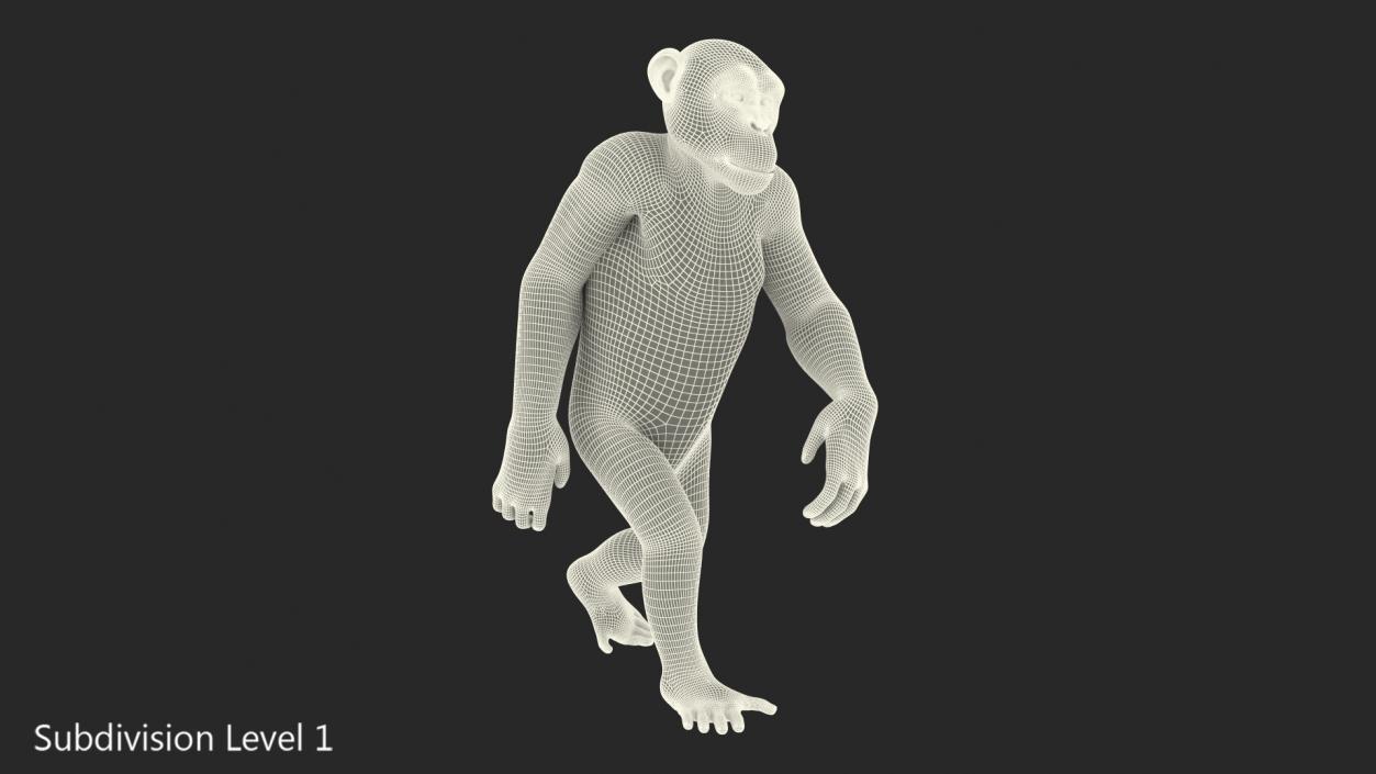 Animated Chimpanzee Walking Light Skin Fur Rigged 3D model