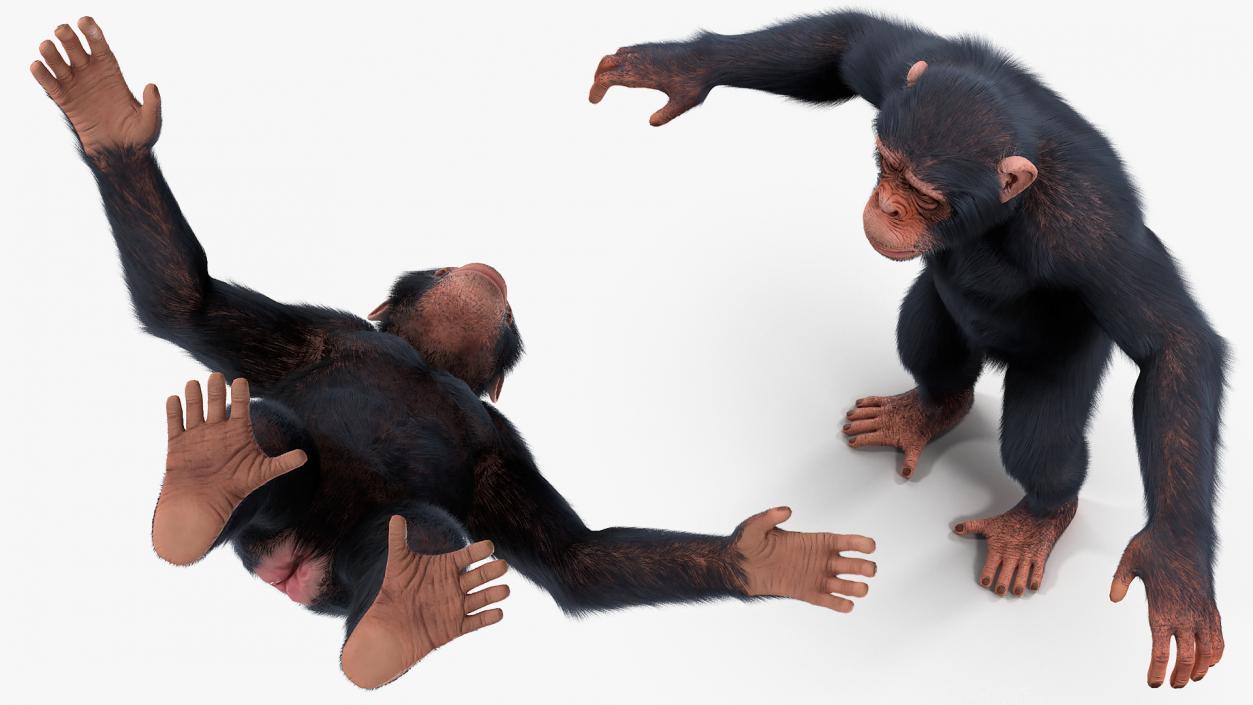 Animated Chimpanzee Walking Light Skin Fur Rigged 3D model