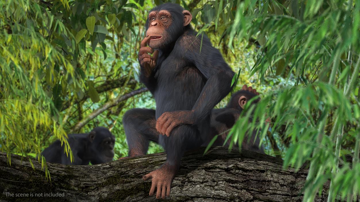 Animated Chimpanzee Walking Light Skin Fur Rigged 3D model