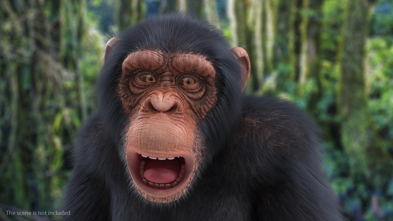 Animated Chimpanzee Walking Light Skin Fur Rigged 3D model