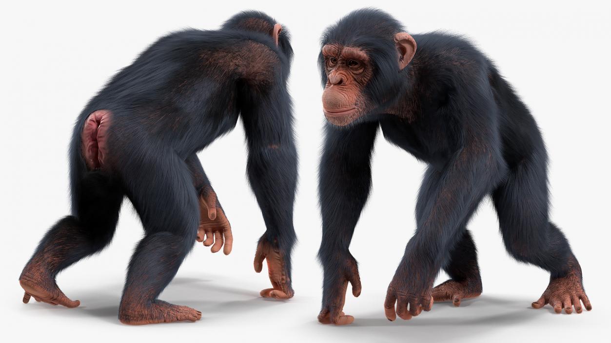 Animated Chimpanzee Walking Light Skin Fur Rigged 3D model