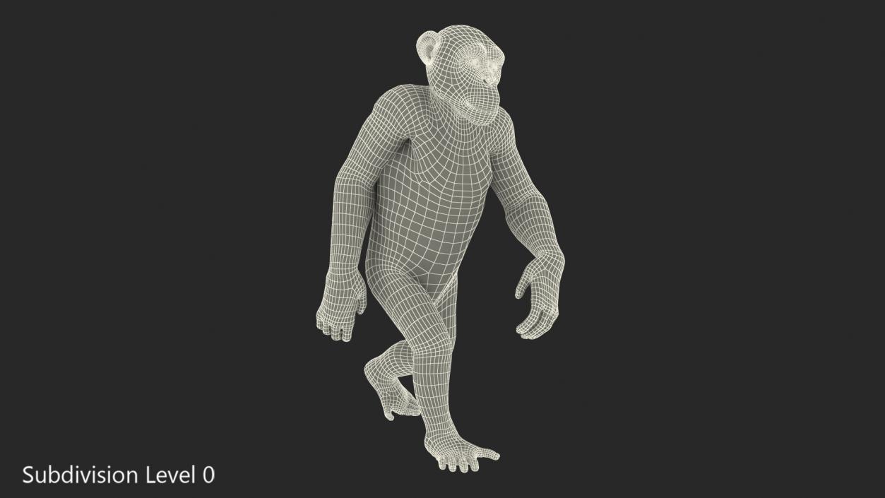 Animated Chimpanzee Walking Light Skin Fur Rigged 3D model