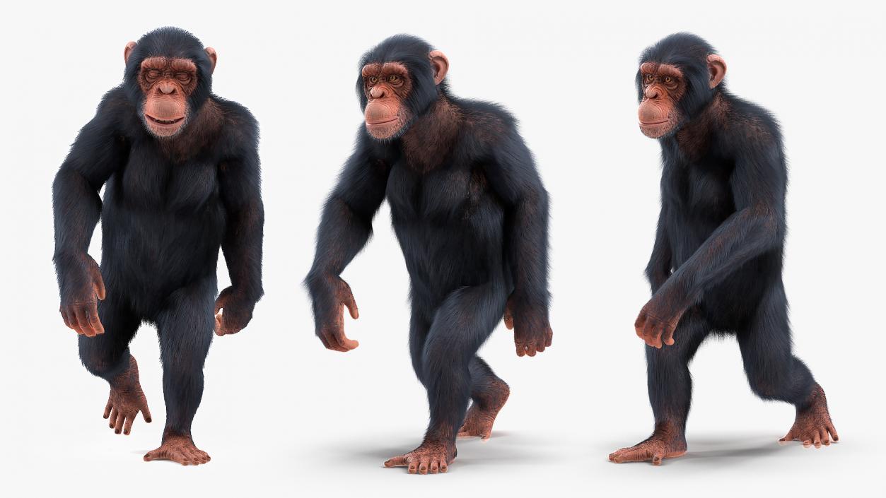 Animated Chimpanzee Walking Light Skin Fur Rigged 3D model