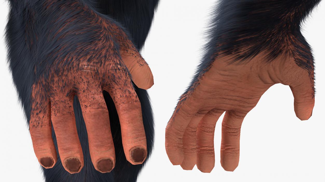 Animated Chimpanzee Walking Light Skin Fur Rigged 3D model