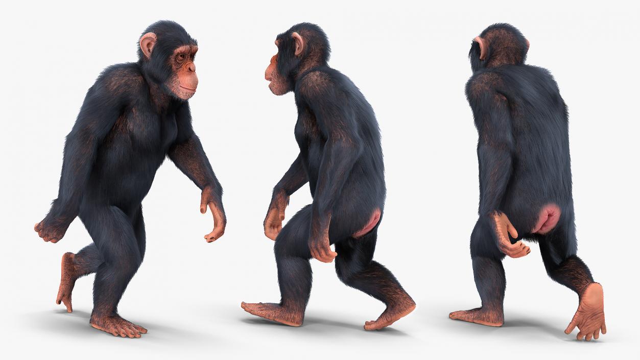 Animated Chimpanzee Walking Light Skin Fur Rigged 3D model