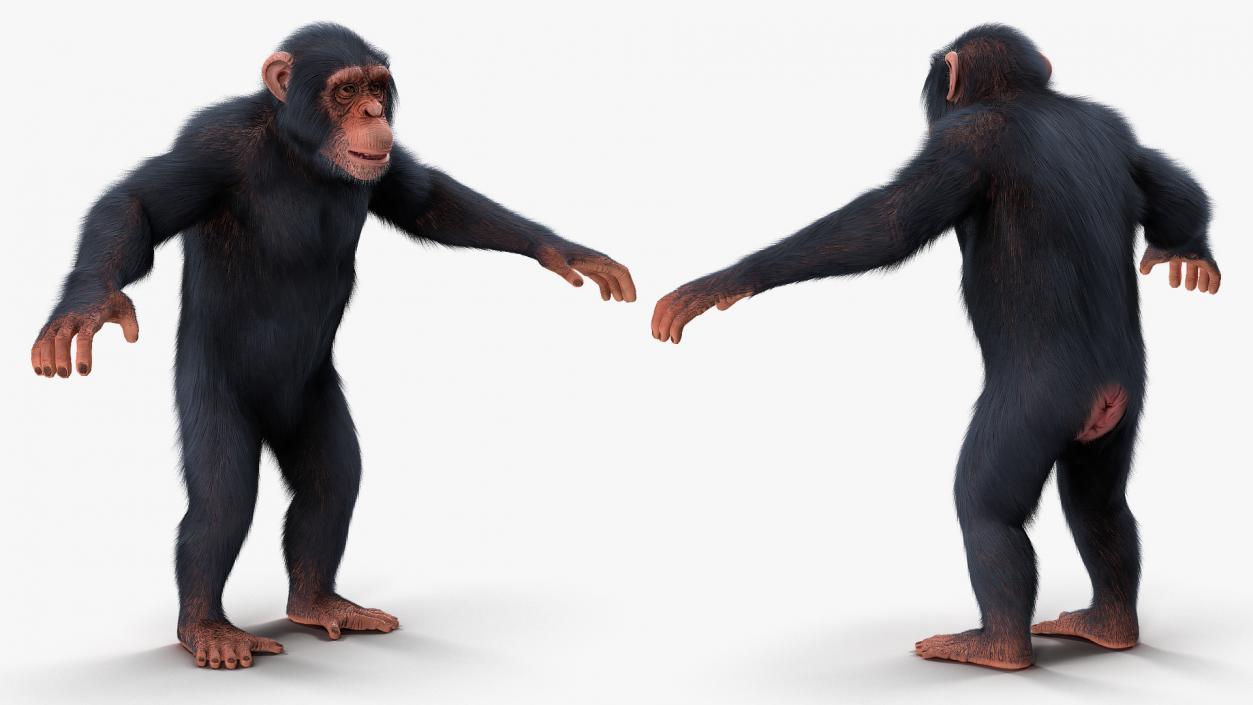 Animated Chimpanzee Walking Light Skin Fur Rigged 3D model