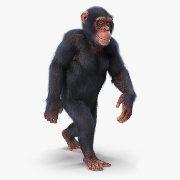 Animated Chimpanzee Walking Light Skin Fur Rigged 3D model