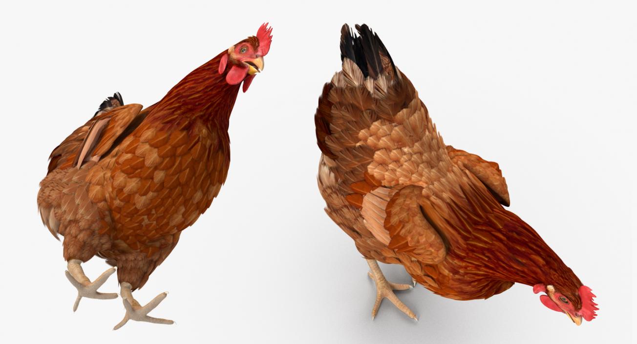 3D model Brown Chicken Eating